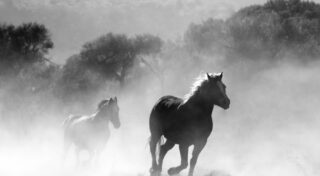 Like the Horse to the Car